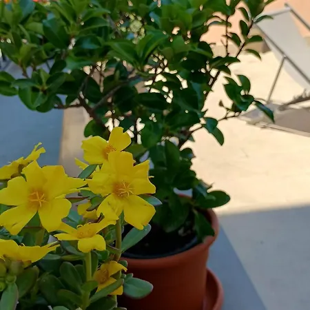 Terrazza Caronda * 卡塔尼亚